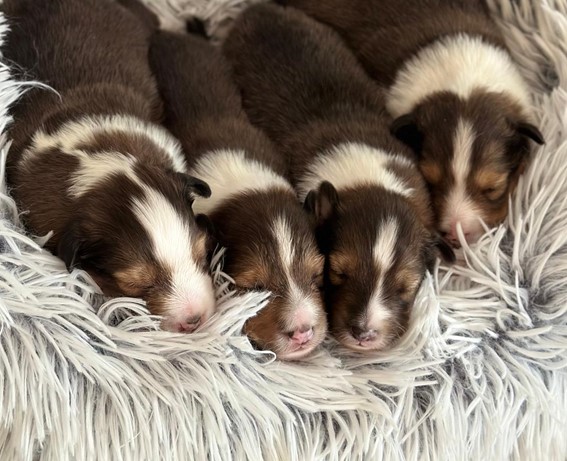 photo of sable serenity shelties puppies